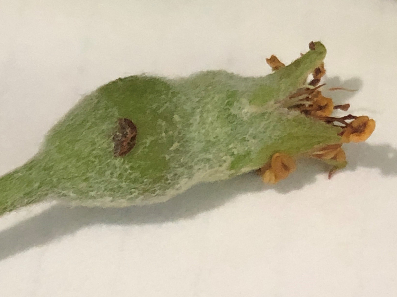 Plum curculio injury on apple